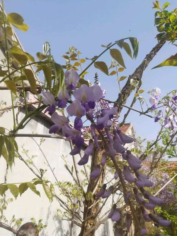 紫藤下山桩养了5年 还没开花 怎么办 图片