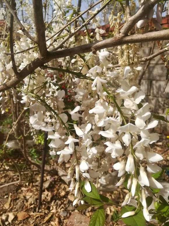 紫藤下山桩养了5年 还没开花 怎么办 图片