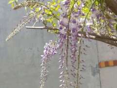 紫藤下山桩养了5年 还没开花 怎么办 图片