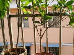 紫藤下山桩不开花 只长叶子 怎么办 图片