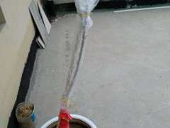 紫藤下山桩一直都没发芽 怎么办 图片