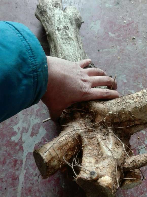 扦插紫藤下山桩用什么生根粉 最好 图片