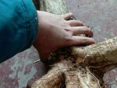 扦插紫藤下山桩用什么生根粉 最好 图片