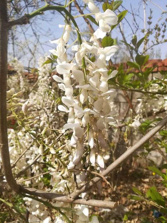 楼顶怎么种植紫藤下山桩的方法 图片