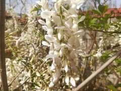 楼顶怎么种植紫藤下山桩的方法 图片