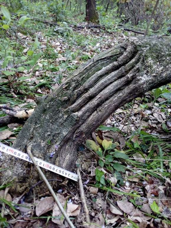 紫藤下山桩多久之后能重新发芽 图片