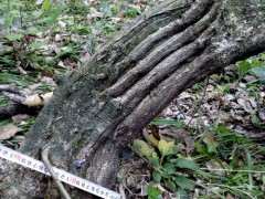 紫藤下山桩多久之后能重新发芽 图片