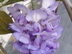 为什么东北紫藤下山桩凌霄耐寒 图片