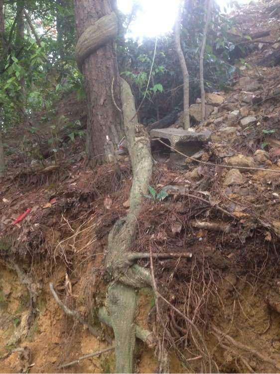紫藤下山桩的抽芽情况很好 怎么样 图片