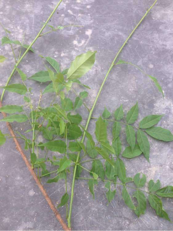 紫藤下山桩的抽芽情况很好 怎么样 图片