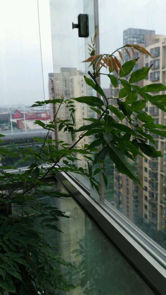 紫藤下山桩 现在能重剪吗 怎么办 图片