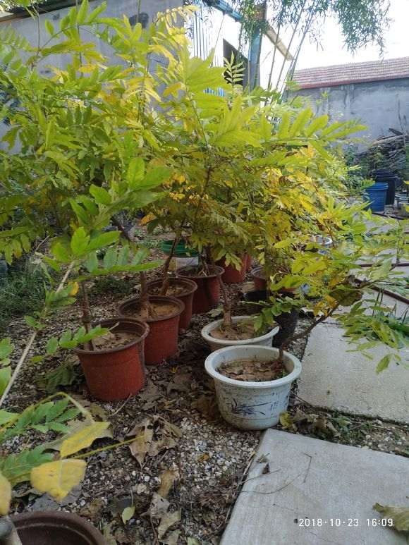 紫藤下山桩开东阁 花穗80厘米 怎么样