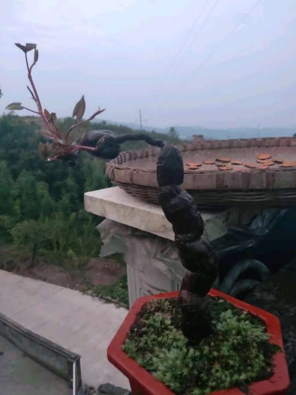 有苹果盆景批发的联系我 图片