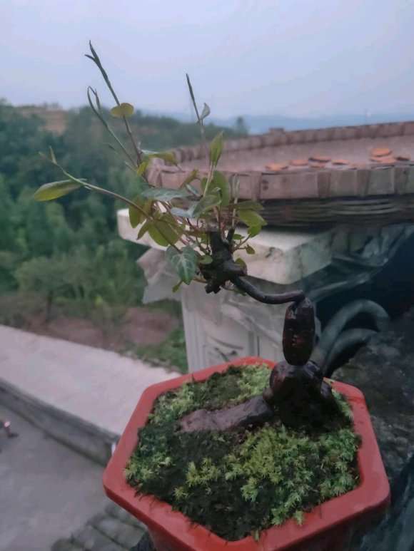 有苹果盆景批发的联系我 图片