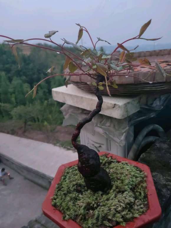 有苹果盆景批发的联系我 图片