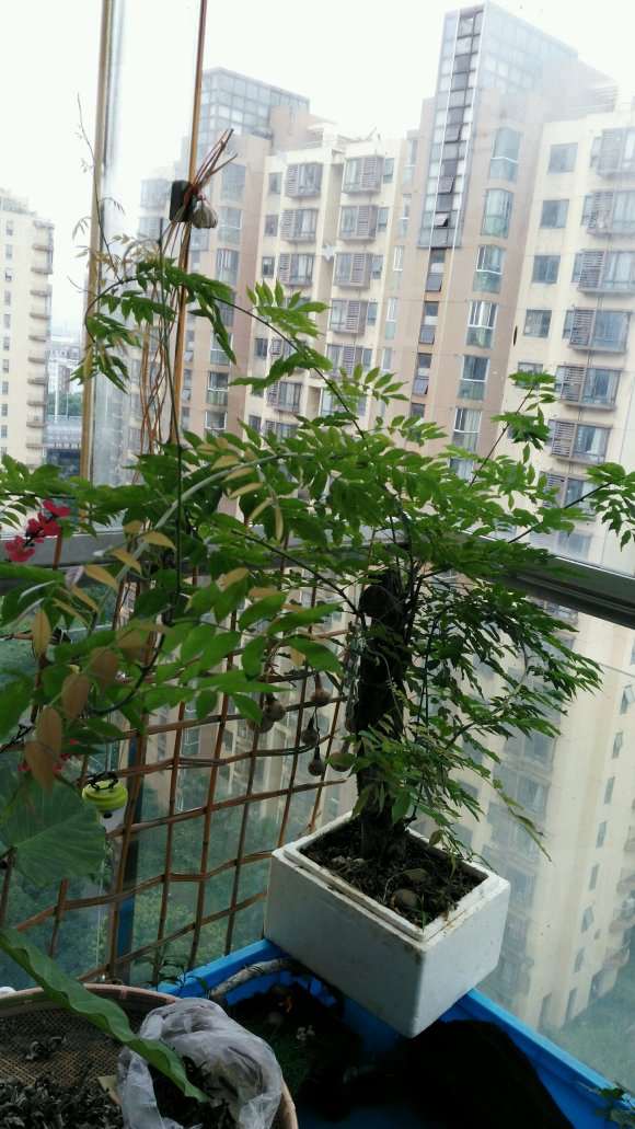 求各种中小盆景批发商联系方式 图片