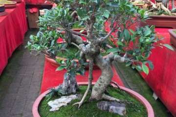 国内哪里有好的盆景批发市场啊 图片