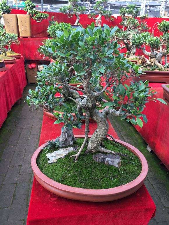 北京大众盆景批发市场今不如昔