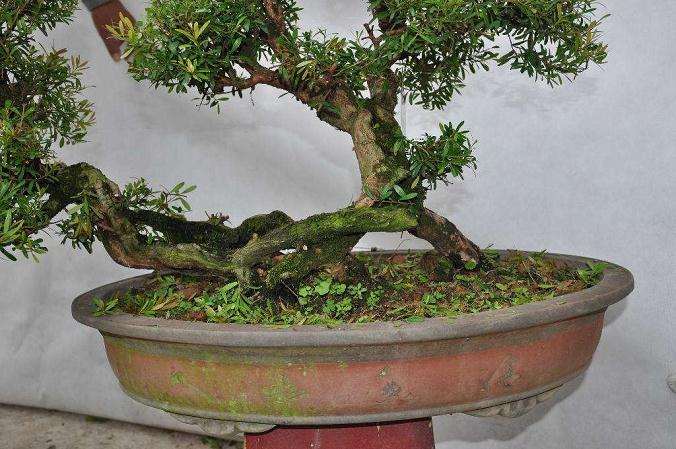 山东除了青州 还有哪盆景批发的市场