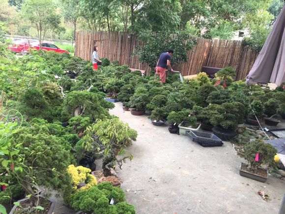 日本盆景批发  谁需要 和我联系 图片