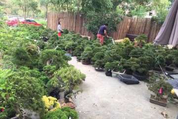 日本盆景批发  谁需要 和我联系 图片