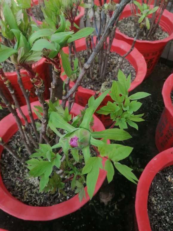 想卖盆景 欢迎批发商的联系我 图片