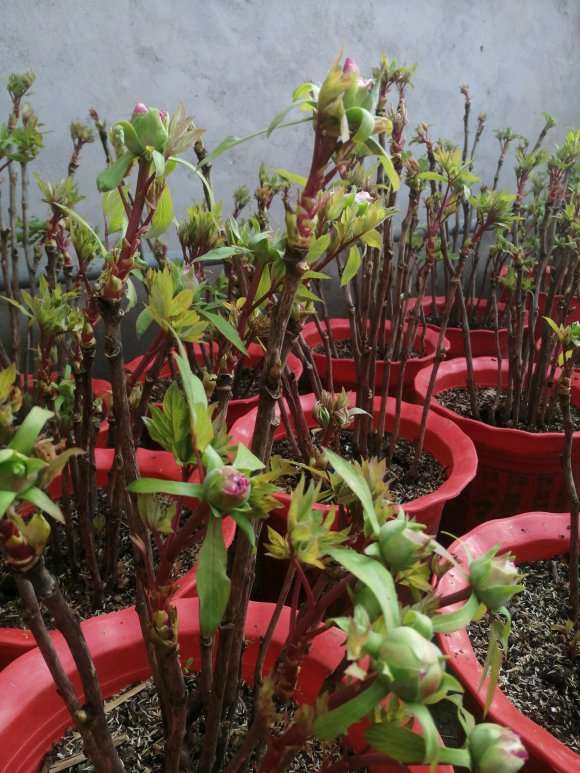 想卖盆景 欢迎批发商的联系我 图片