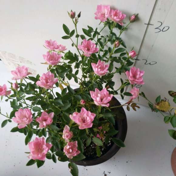 想卖盆景 欢迎批发商的联系我 图片