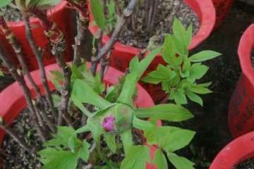 想卖盆景 欢迎批发商的联系我 图片