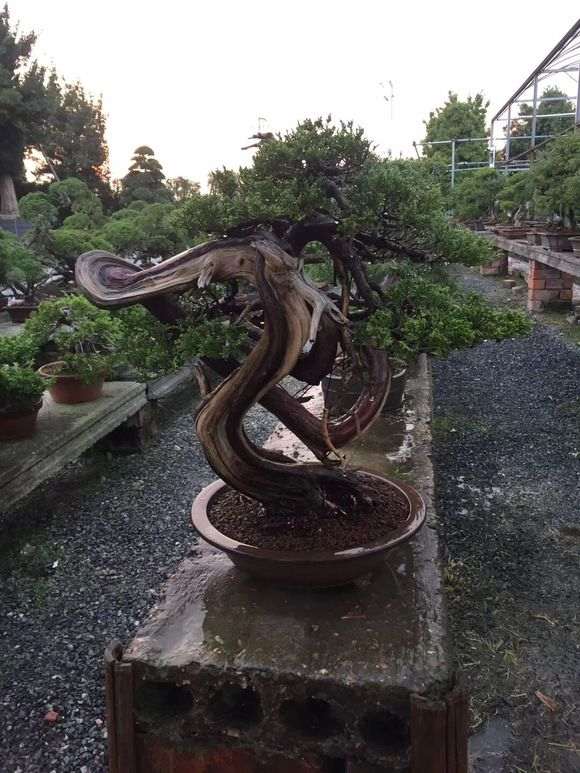 日本盆景批发 欢迎加盟代理 图片