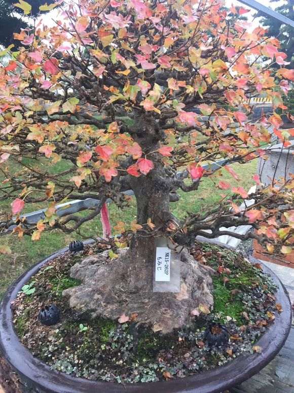 日本盆景批发 欢迎加盟代理 图片