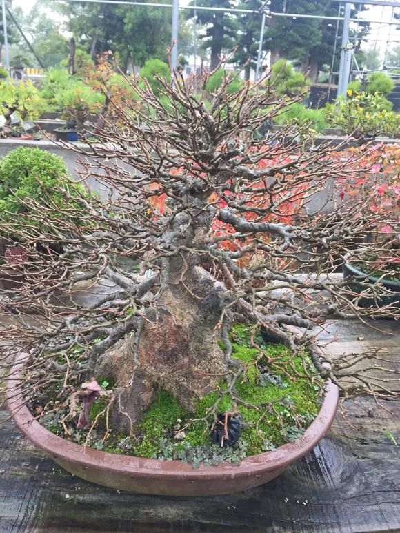 日本盆景批发 欢迎加盟代理 图片