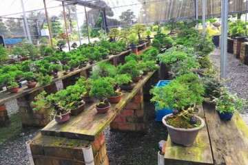 日本盆景批发 欢迎加盟代理 图片