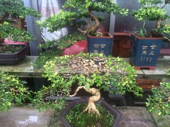 扬州盆景批发 价格便宜 欢迎选购 图片