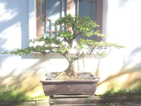 扬州盆景批发 价格便宜 欢迎选购 图片