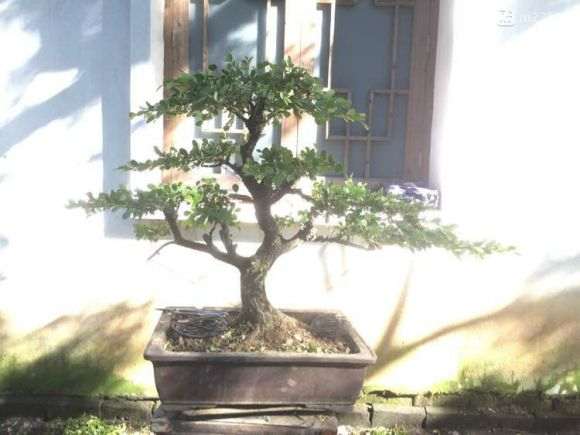 扬州盆景批发 价格便宜 欢迎选购 图片