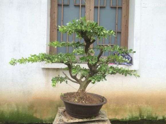 扬州盆景批发 价格便宜 欢迎选购 图片