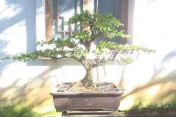 扬州盆景批发 价格便宜 欢迎选购 图片