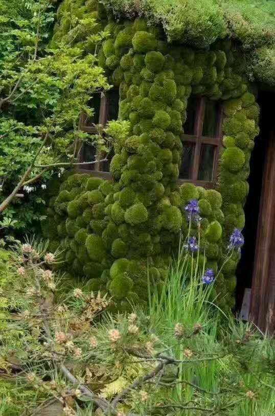 盆景批发商在哪里买苔藓 便宜 图片