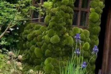 盆景批发商在哪里买苔藓 便宜 图片