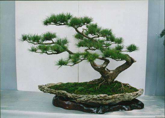 成都哪里有盆景批发市场 怎么走 图片