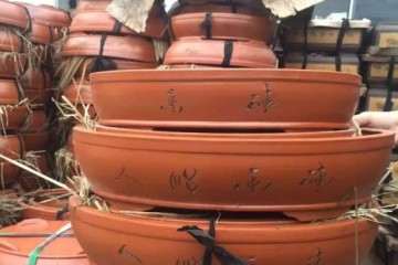 盆景盆子批发 价格便宜 欢迎联系 图片