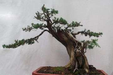 余勇手中的盆景生意年产值超过五千万