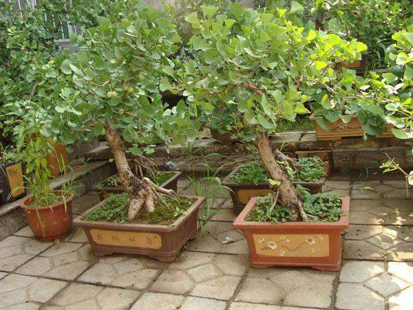 为什么盆景属小众艺术 销售不好做 