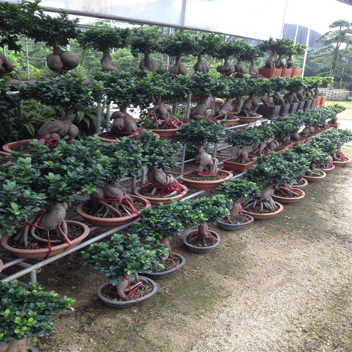 盆景生意要投资多少钱 利润怎么样