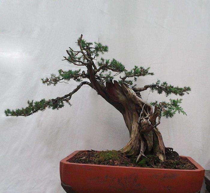 我们村有上万盆景寻销路