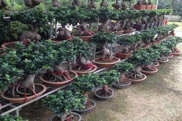 长阳有上万盆景寻销路 光我家就有1000多盆积压