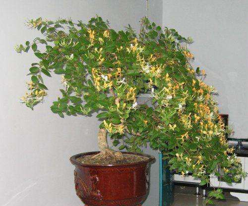 我来分析盆景利润率和销路怎么样