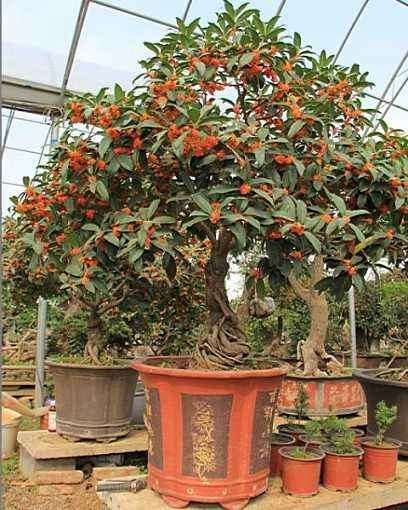 我来分析盆景利润率和销路怎么样