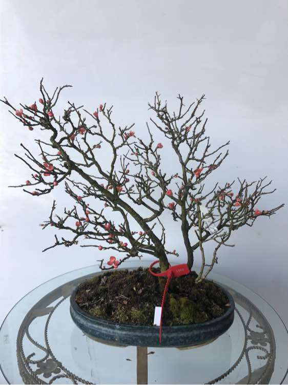 日本盆景一手进口批发 谁要买 图片